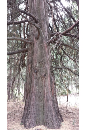 Ancient Pine