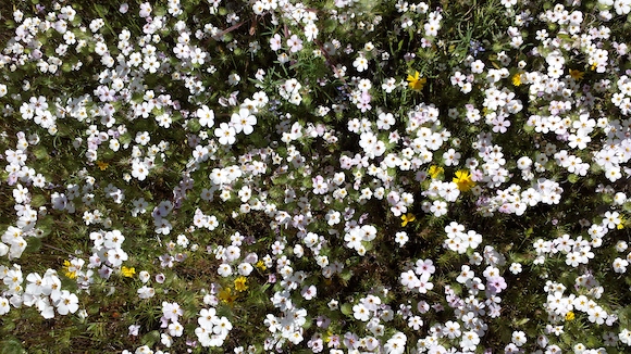 Flowers growing along the Stockton Creek trail