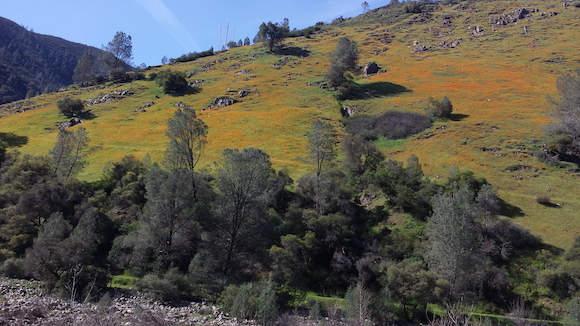 Poppies growing along the Merced River near El Portal