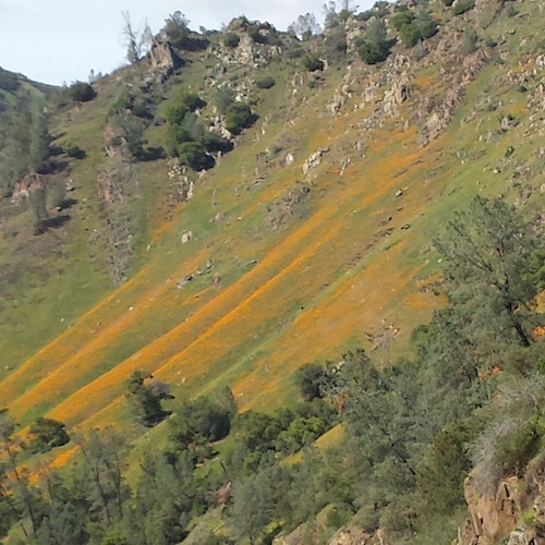 Poppies off Highway 140