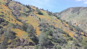 Poppies in El Portal