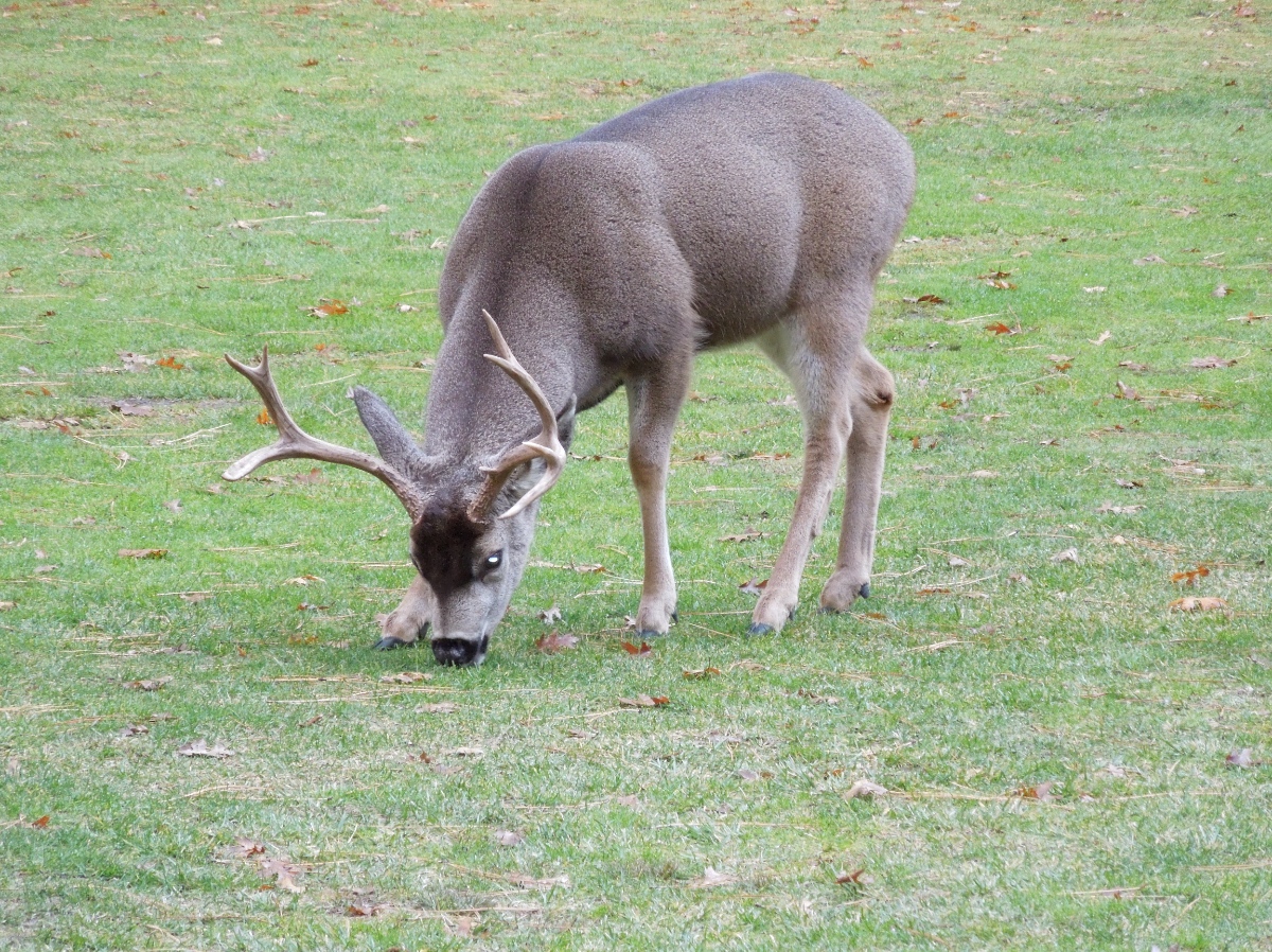 Grazing Buck