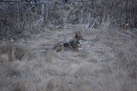 A wolf in Stoneman Meadow in Yosemite Valley