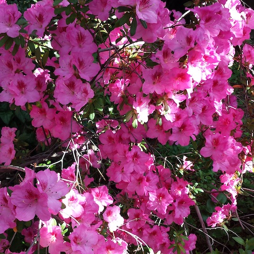 Azaleas blooming in Mariposa