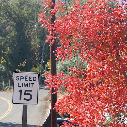 The road to the county park in Mariposa