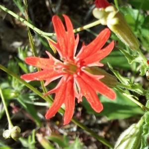 Red Wild Flower