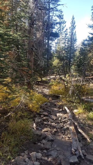 Trail to Sentinel Dome