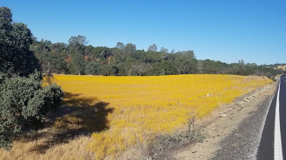 Field of tarweed along Highway 49 just north of Mariposa