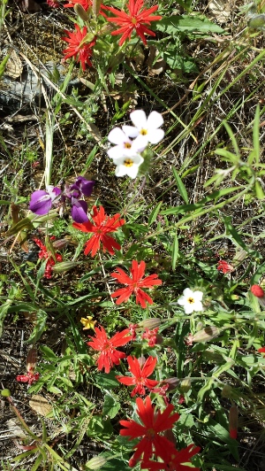 Poppies in El Portal