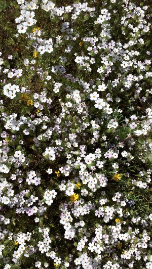 White Wild Flowers