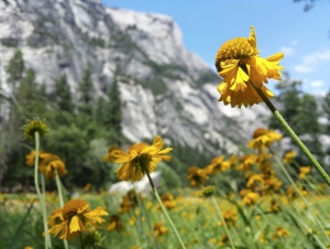 Yellow Flowers